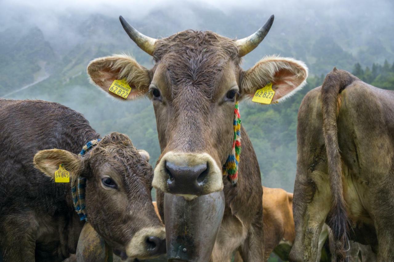 Geigers Ferienhaus Tiefenbach bei Oberstdorf Exterior foto